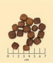 WOLFSBLUT-DARK-FOREST 2 Kg